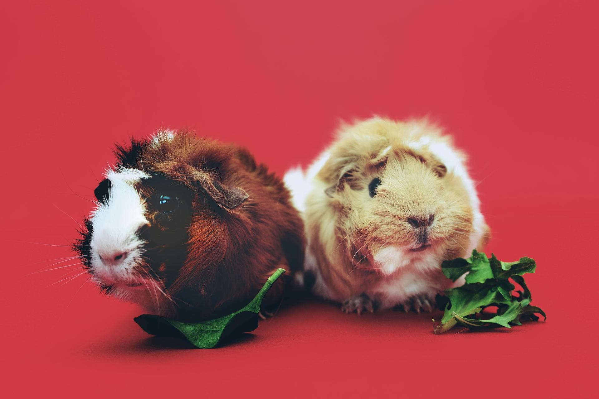 Specialist Vets in Prescott
