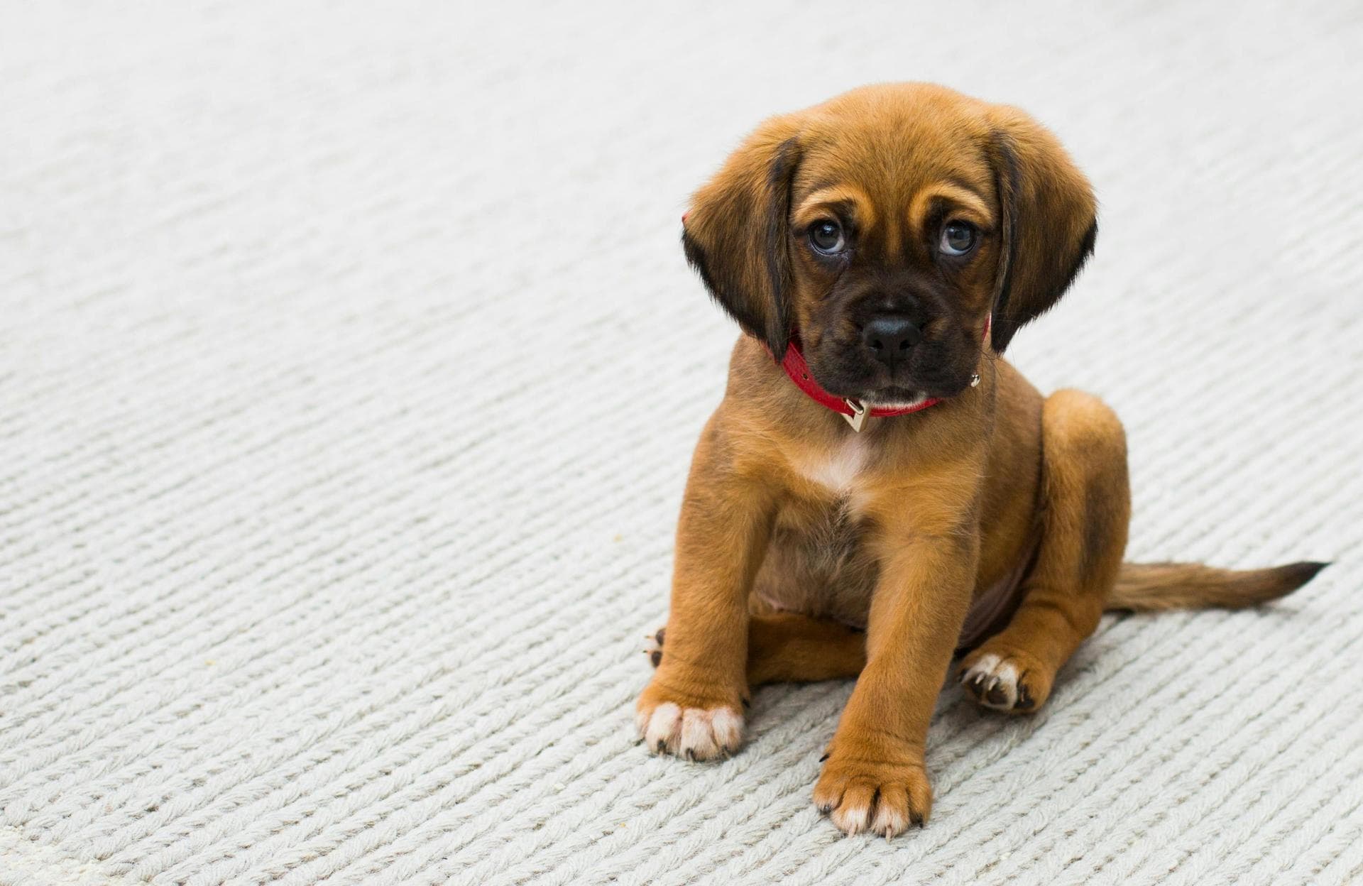 Dog & Cat Vets in Prescott